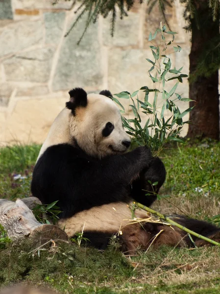 Panda gigante — Foto de Stock