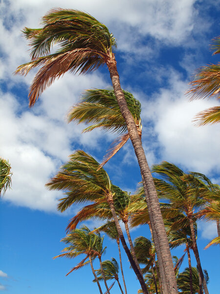 Palm Trees Blowing in the Wind