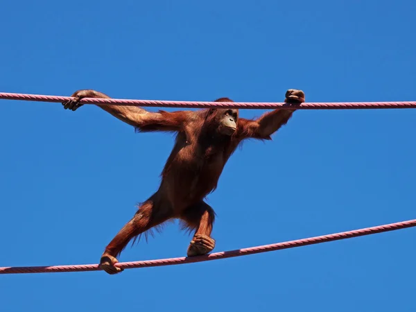 Orangutang Stockbild