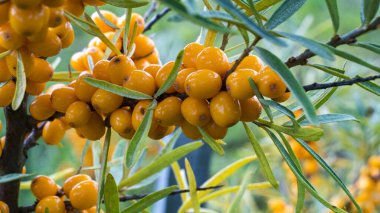 Ağacın tepesindeki deniz dikenleri bahçeyi kaplıyor. Hippophae rhamnoides. Tıbbi fabrika kozmetik ürünleri, petrol üretimi. Vejetaryenlik