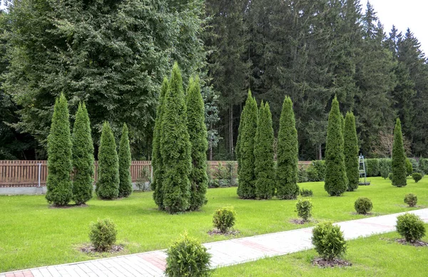 Thuja Árboles Patio Trasero Contra Fondo Del Bosque — Foto de Stock