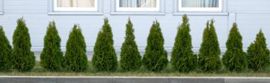 Şehirdeki Thuja ağaçları bir binanın arka planında. Bir sıra thuja ağacı..