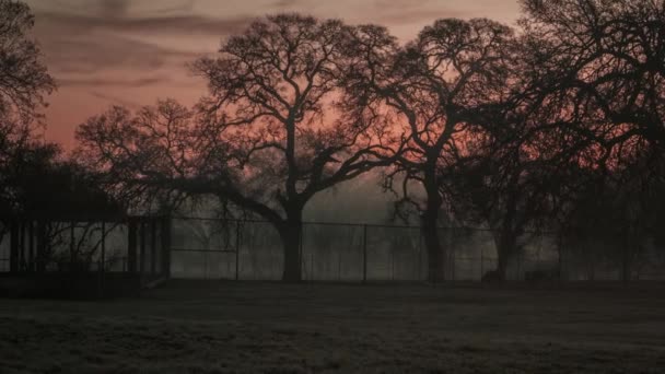 黎明。马。早上。雾。时间圈 — 图库视频影像