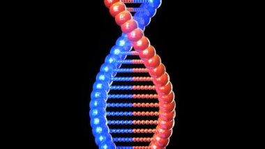 DNA büküm ve başlangıç ve bitiş kadar hareketli.