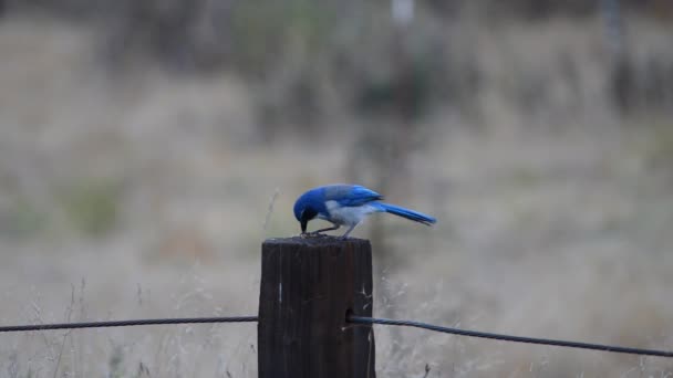 Pássaro azul na Califórnia, em um toco comendo verme . Vídeo De Stock