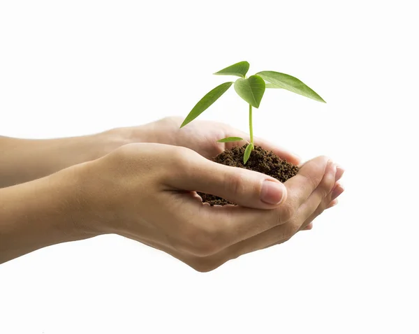 Hand and plant isolated on white background — Stock Photo, Image