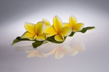 Beyaz arkaplanda Frangipani çiçeği