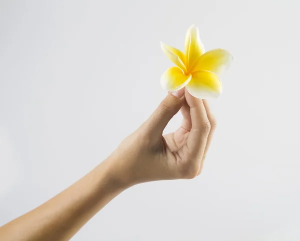 Hand holding Frangipani isolated on white — Stock Photo, Image