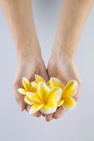 Hand holding Frangipani isolated on white — Stock Photo, Image
