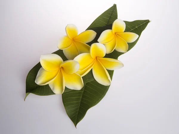 Beyaz arkaplanda Frangipani çiçeği — Stok fotoğraf