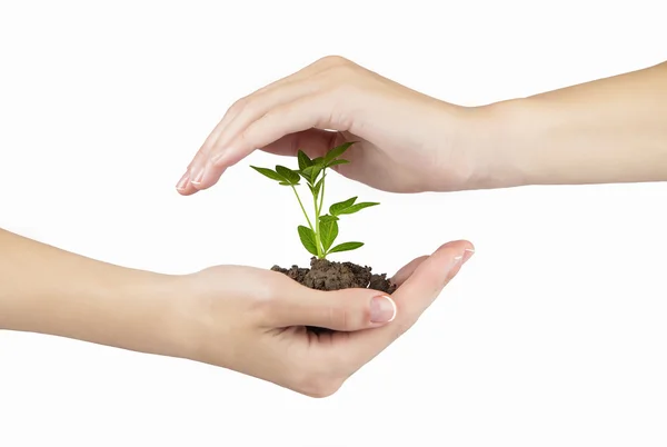 Mano y planta aisladas sobre fondo blanco —  Fotos de Stock