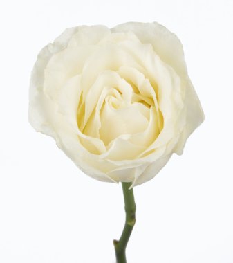 Beyaz arkaplanda yalıtılmış tek güzel gül