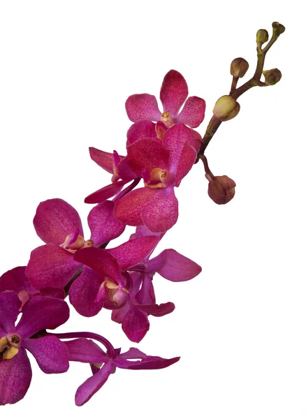 Fiori del Orchid, isolati su fondo bianco — Foto Stock