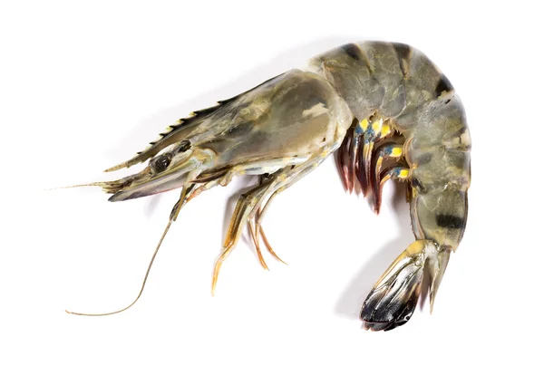 Raw black tiger shrimp — Stock Photo, Image