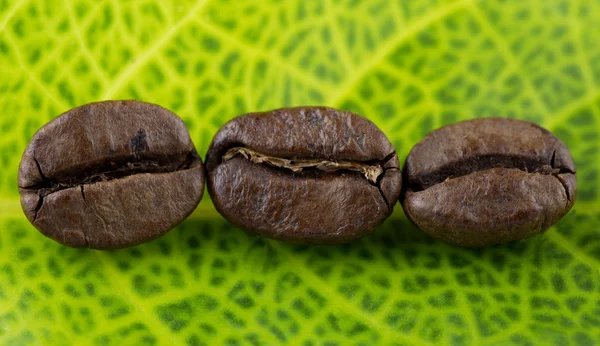 Granos de café y hojas —  Fotos de Stock