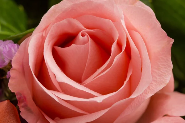 繊細なバラの花束 — ストック写真