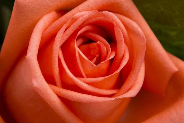 Orange and yellow rose — Stock Photo, Image