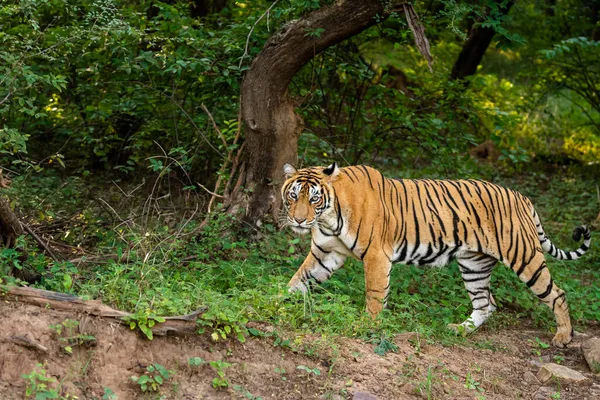 Indian wild fully grown royal bengal female tiger or tigress walking in morning outdoor jungle safari or drive at ranthambore national park or tiger reserve rajasthan india - panthera tigris tigris