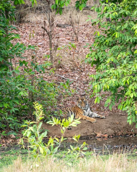 wild male royal bengal male tiger cub resting in shade of green tree and waiting for his mother during hot summer season safari at bandhavgarh national park madhya pradesh india asia - panthera tigris