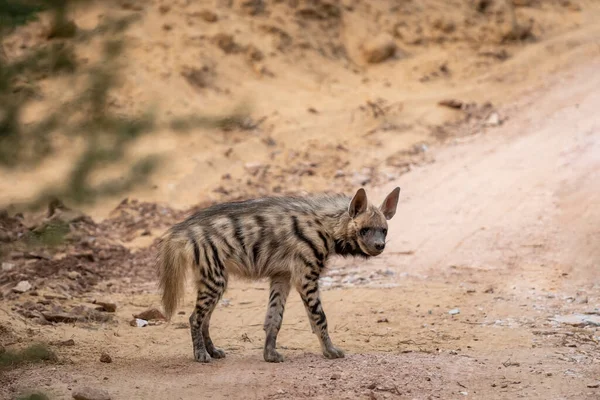 Striped hyena side profile with eye contact on safari track blocking road during outdoor jungle safari in forest of gujrat india asia - hyaena hyaena