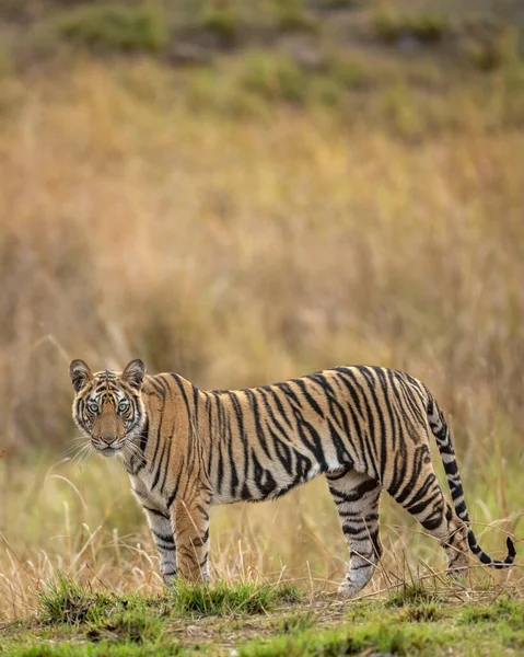 Indian wild bengal female tiger side profile standing with eye contact in natural green background at tala bandhavgarh national park forest umaria madhya pradesh india asia - panthera tigris tigris
