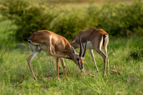 two Chinkara Indian gazelle Antelope animal pair eyes expression grazing grass in monsoon green wildlife safari at ranthambore national park reserve sawai madhopur rajasthan india - Gazella bennettii