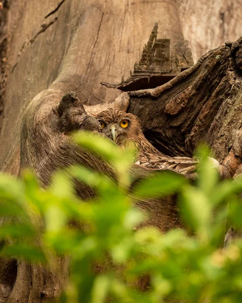 Brown fish owl or Bubo zeylonensis or Ketupa zeylonensis in a nest or hollow or hole on tree trunk in safari at chuka ecotourism spot or pilibhit national park tiger reserve uttar pradesh india asia