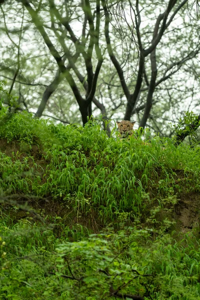 indian wild male leopard or panther camouflage face with eye contact in rainy monsoon season in natural green background during wildlife safari at forest of central india asia - panthera pardus fusca