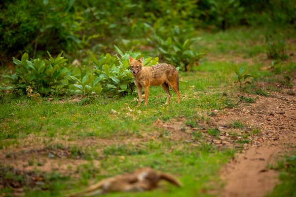 golden jackal or Indian jackal or Canis aureus indicus with blurred spotted deer kill in foreground in pre monsoon green at bandhavgarh national park forest madhya pradesh india asia
