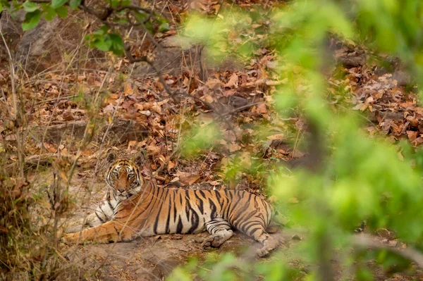 Indian wild adult shy bengal female tiger mother with eye contact in bushes at bandhavgarh national park forest umaria madhya pradesh india asia - panthera tigris tigris