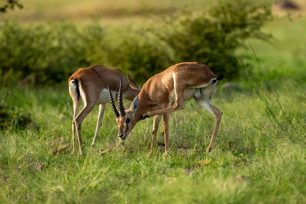 two Chinkara Indian gazelle Antelope animal pair eyes expression grazing grass in monsoon green wildlife safari at ranthambore national park forest reserve rajasthan india asia - Gazella bennettii