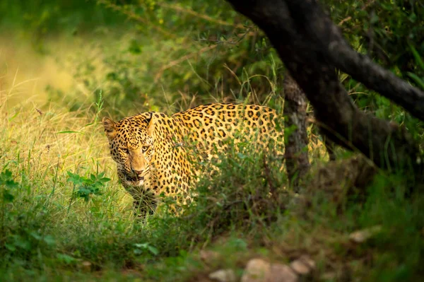 Indian wild male leopard or panther or panthera pardus fusca walking head on with face expression during monsoon green season outdoor wildlife safari at forest of central india asia