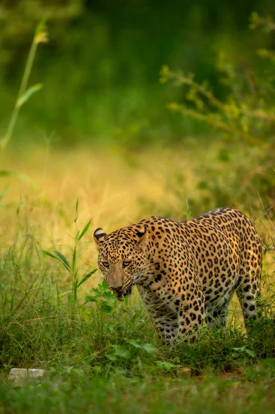Indian wild male leopard or panther or panthera pardus fusca walking head on with face expression during monsoon green season outdoor wildlife safari at forest of central india asia