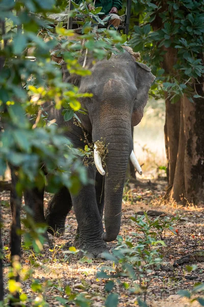 trained asian male elephant or tusker or Elephas maximus indicus head on portrait to track wild tigers in forest at bandhavgarh national park madhya pradesh india asia