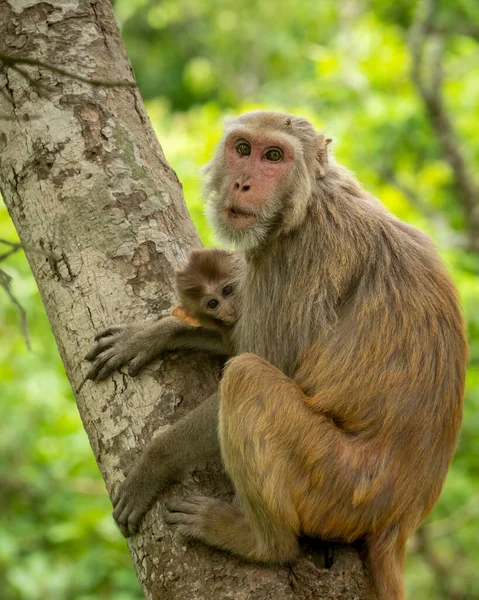 tender moment Mother loving her baby. Rhesus macaque or Macaca mulatta monkey mother and baby in cuddling moment or behavior resting on tree in natural green background in forest of central india asia