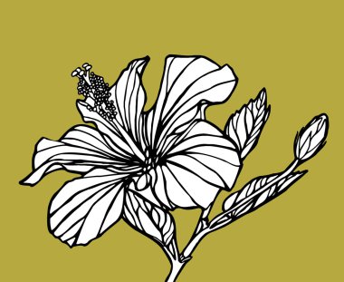 Lily, vintage tarzı vektör çiçek Çizim