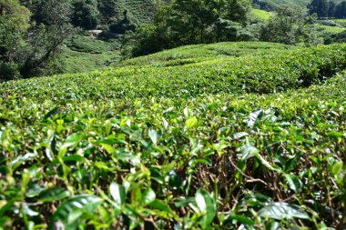 Cameron Highlands, Malezya 'daki çay çiftliği.