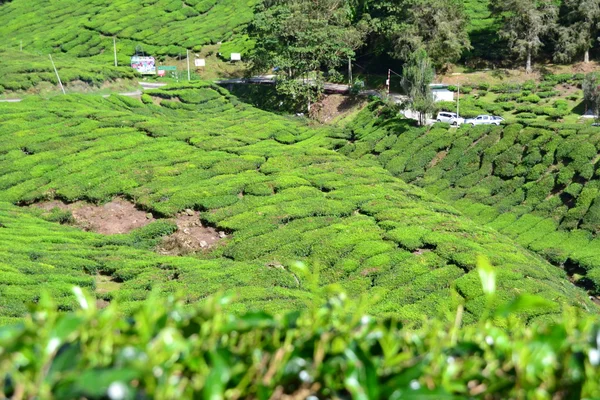 Plantation de thé dans les hauts plateaux de caméron, Malaisie — Photo