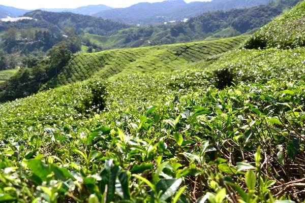 Cameron Highlands, Malezya 'daki çay çiftliği.