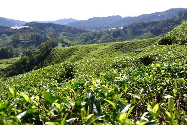 Plantação de chá em Cameron Highlands, Malásia — Fotografia de Stock