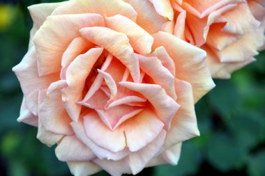 Hibiscus Gardens Körfez