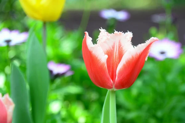 Tulips at Gardens By the Bay — Stock Photo, Image