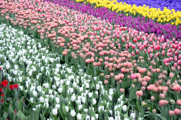 Tulips at Gardens By the Bay — Stock Photo, Image