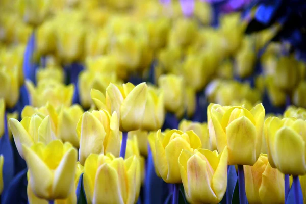 Tulpen in Gärten an der Bucht — Stockfoto