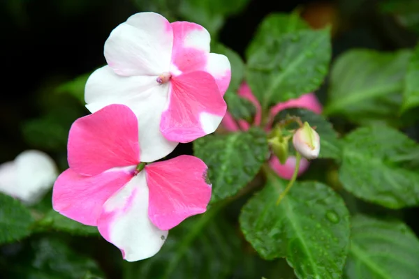 Květiny na zahradě Bay — Stock fotografie