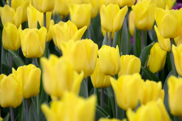 Tulips at Gardens By the Bay — Stock Photo, Image