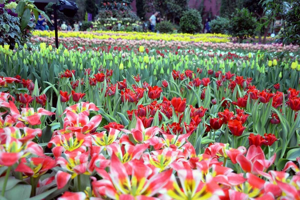 Tulips at Gardens By the Bay — Stock Photo, Image