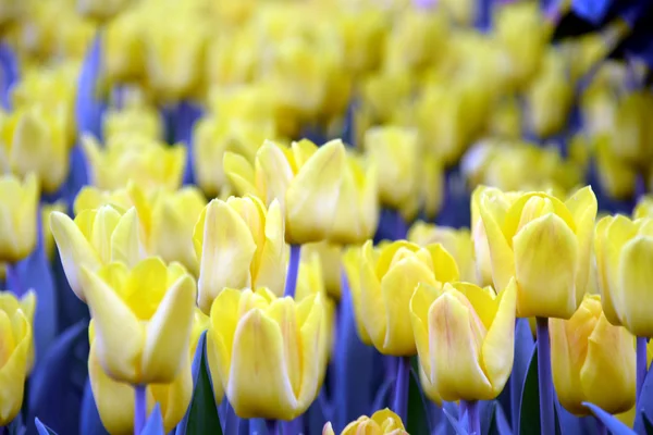 Tulips at Gardens By the Bay — Stock Photo, Image