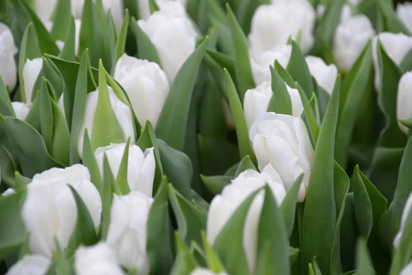 Tulips at Gardens By the Bay — Stock Photo, Image