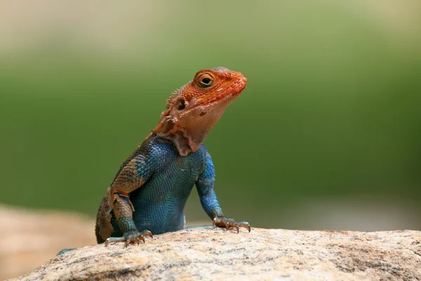Portrait of agama lizard — Stock Photo, Image